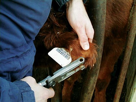 testing a bottle calf for disease|john's testing for cattle.